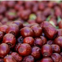 طبقه بندی و سورت عناب (شقلی کردن )