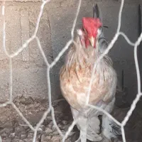 خروس محلی چهل تاج|حیوانات مزرعه|آبپخش, |دیوار