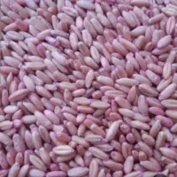 گندم اصلاح شده بذری