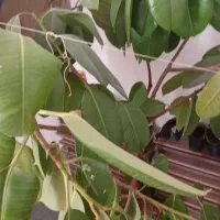 گل بزرگ برای بنگاه یا خونه