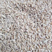 ۲تن گندم ایجاب تمیز