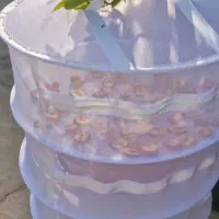 توری سبزی و‌میوه خشک کن|سفره، حوله، دستمال آشپزخانه|دوگنبدان, |دیوار