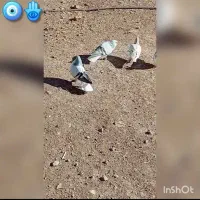 ۳ تا بدرنگ روشن|پرنده|بوئین زهرا, |دیوار