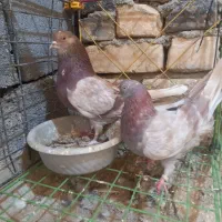 کفتر پرشی گردن کلفت به زمانت