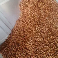 سنجد|خوردنی و آشامیدنی|گوگان, |دیوار