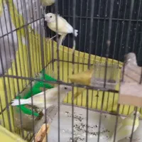 قناری یجا سلامت