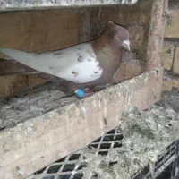 سینه سورخ|پرنده|گتوند, |دیوار