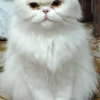 فروش گربه پرشین