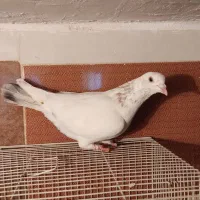 کفتر نر پرشی|پرنده|مشهد, کارمندان دوم|دیوار