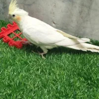 عروس هلندی لوتینو