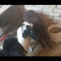 بره  نر   و  ماده