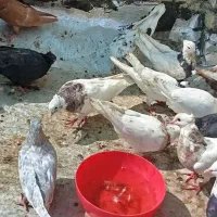 چند عدد کبوتر|پرنده|اهواز, زرگان|دیوار