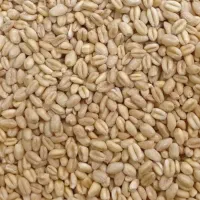 ۱۰۰ کیلو گندم آبی برای کاشت( شرکتی)