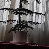 تعدادی و گ و گلدان طبیعی|گل و گیاه طبیعی|تهران, حافظیه|دیوار