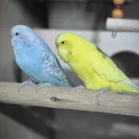 فروش جفت دورگ مرغ عشق انگلیسی