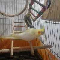 عروس هلندی