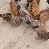 فروش مرغ محلی تخم گذار