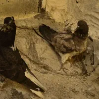 یه جفت جوجه تهرانی آماده پرواز ان فروشی ناجلد