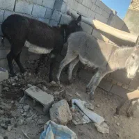 ۳عدد الاغ دو تا کره سواری