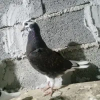 کبوتر پریده معاوزه با خروس لاری|پرنده|طبقده, |دیوار