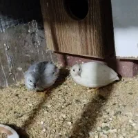 بلدرچین مینیاتوری|حیوانات مزرعه|راور, |دیوار