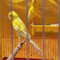 جفت قناری رسمی بلند