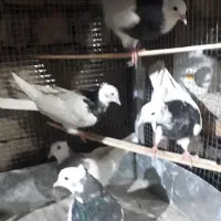 کبوتر طوقی
