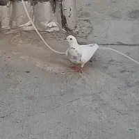 کفتر کبوتر پلاکی پشتار کاکلی یه کتی سبز خطی|پرنده|کرج, خرمدشت|دیوار