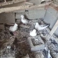 کفتر دمبی همه رنگ|پرنده|آذرشهر, |دیوار