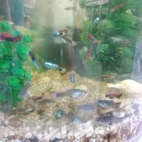 فروش ماهی گوپی