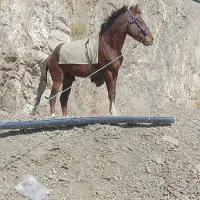 اسب نریون یرقه