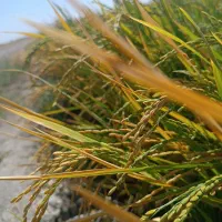 برنج کامفیروزی اصل رو از کشاورز خریداری کنید|خوردنی و آشامیدنی|درودزن, |دیوار