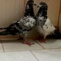 نرو ماده پاکستانی