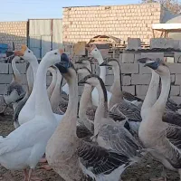 فروشی|پرنده|محمدبار, |دیوار