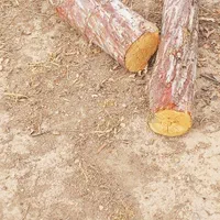 خرید چوب باغی و تیره سقفی و تسویه پای باسکول|خدمات باغبانی و درختکاری|کنگاور, |دیوار