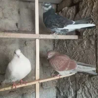 کبوتر،کفتر فروشی|پرنده|چهاردانگه (تهران), |دیوار