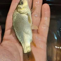 توضیع بچه ماهی در استخر آب ثابت کپور و آمور