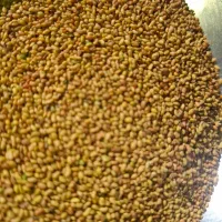 بذر یونجه بغدادی|گل و گیاه طبیعی|شاهیوند, |دیوار