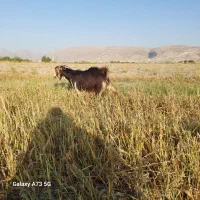 بز‌ مخصوص داشت