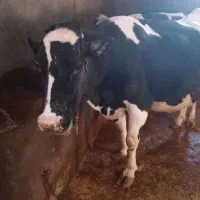 گاو|حیوانات مزرعه|کوهین, |دیوار