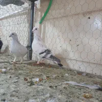 کفتر پرنده کبوتر|پرنده|اقبالیه, |دیوار