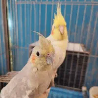 طوطی،عروس هلندی،سقا،سهره،جوجه|پرنده|کرمان, |دیوار
