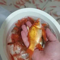 ماهی قرمز|ماهی|زارچ, |دیوار