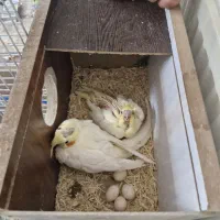 عروس هلندی|پرنده|سهند, |دیوار