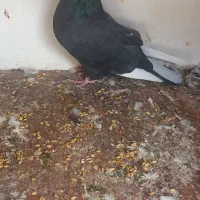 کفتر ساعتی|پرنده|پیشوا, |دیوار