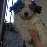 توله ۲ماهه تریر