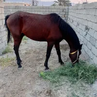 اسب نریون سواری