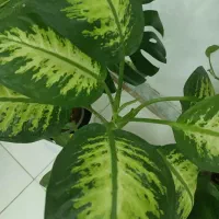 گل برگ انجیری ودیفن|گل و گیاه طبیعی|شیراز, منطقه هوایی شهید دوران|دیوار