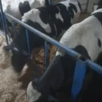 فروش گوساله چاق