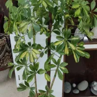 گل آپارتمانی